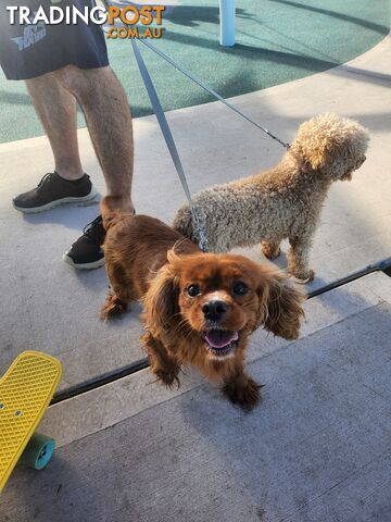 Purebred female breeding  dogs 1x Ruby red toy poodles 1x cavalier king charles