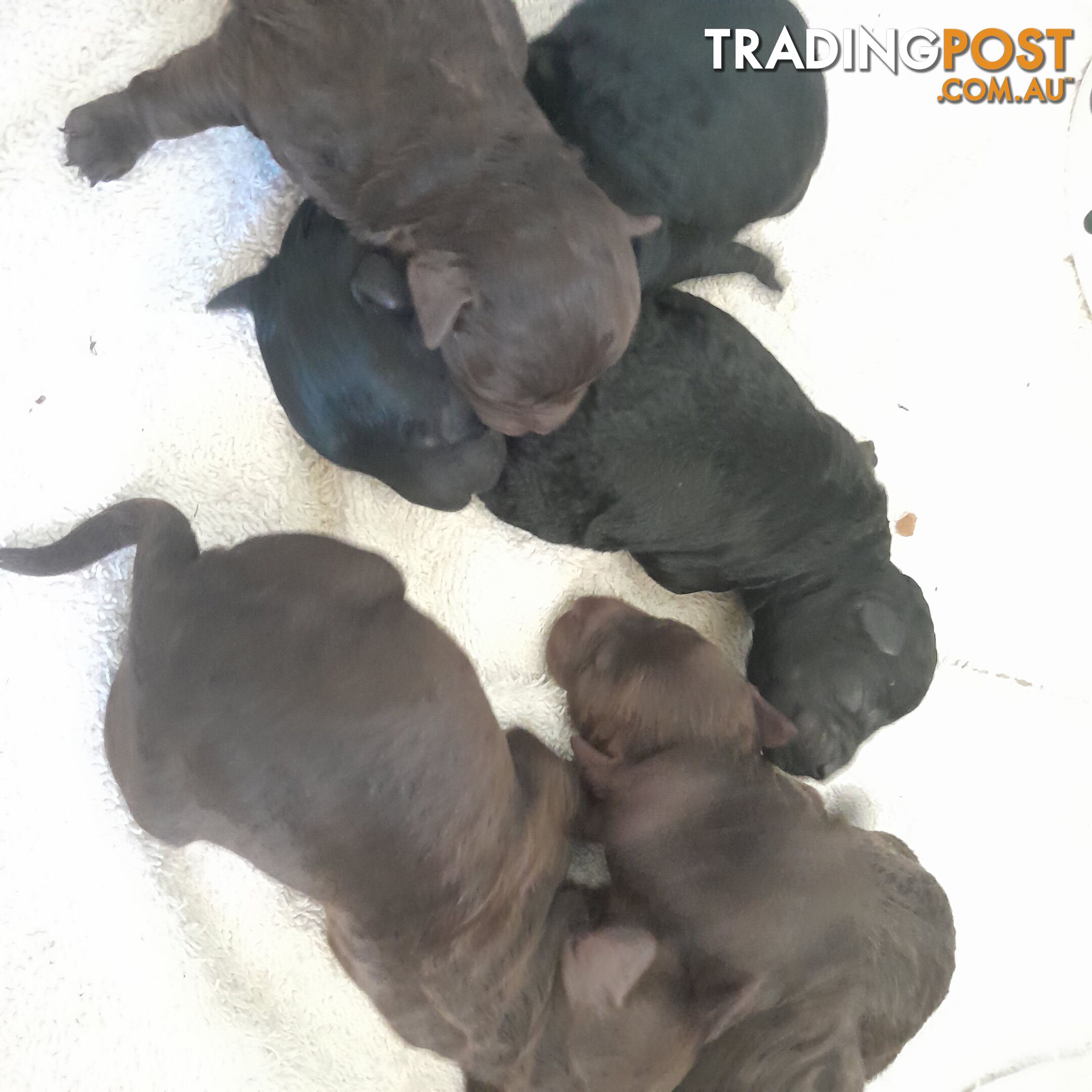 6 purebred toy poodle pups