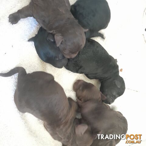 6 purebred toy poodle pups