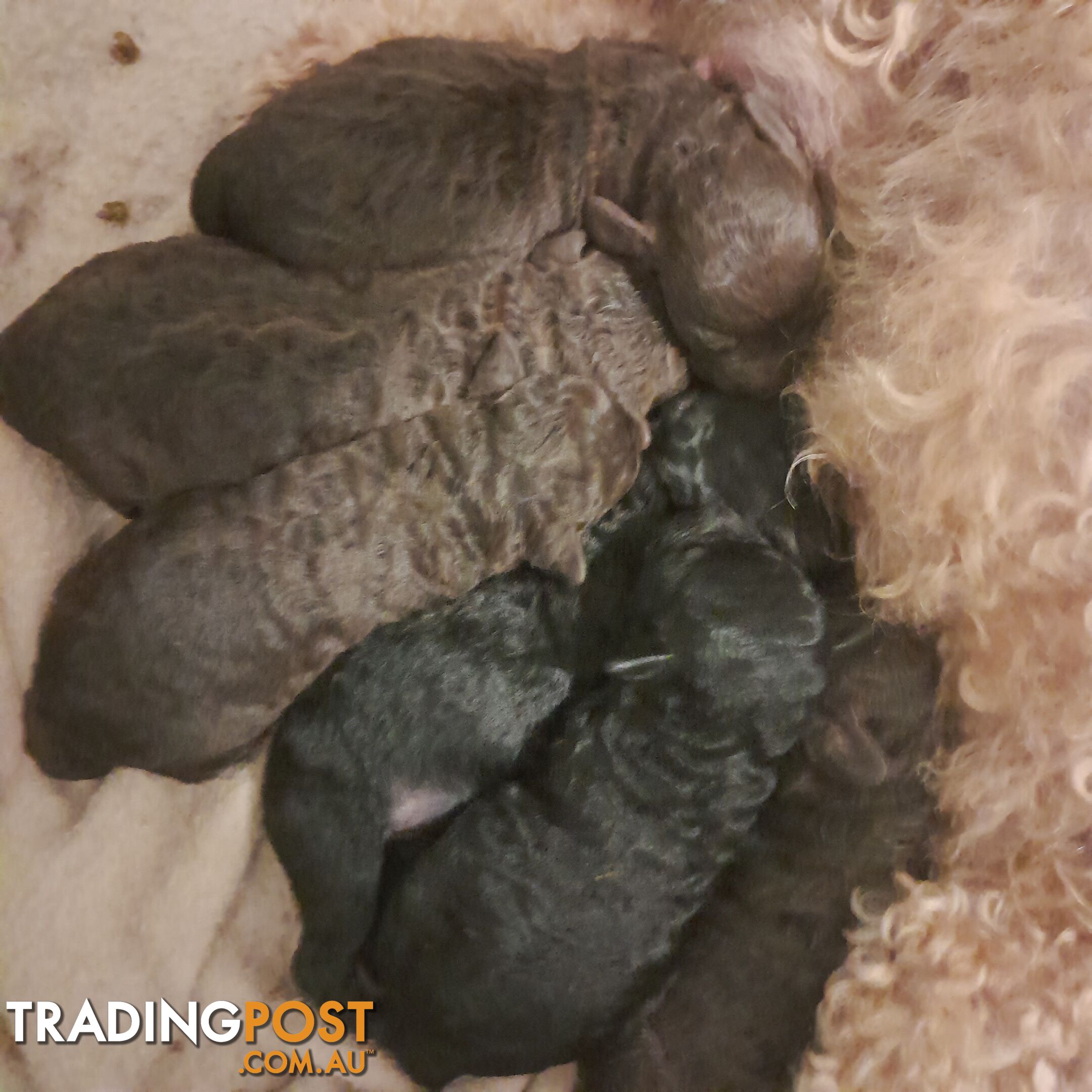 6 purebred toy poodle pups