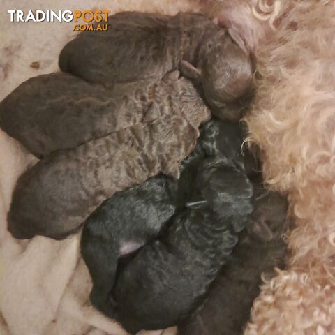 6 purebred toy poodle pups