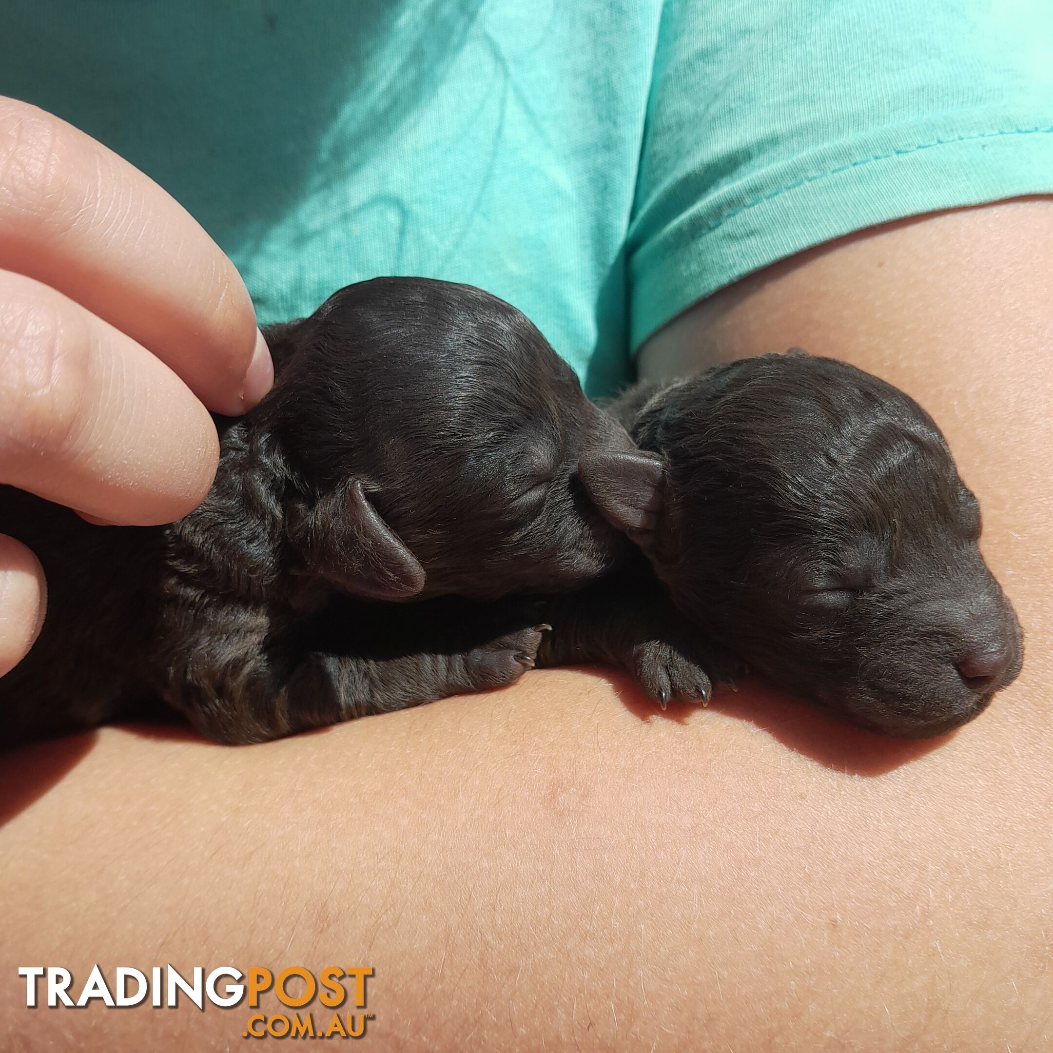 6 purebred toy poodle pups