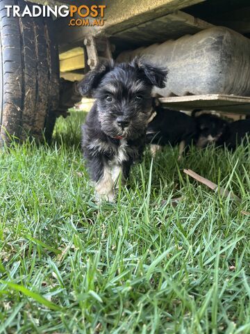 Miniature schnauzer puppies