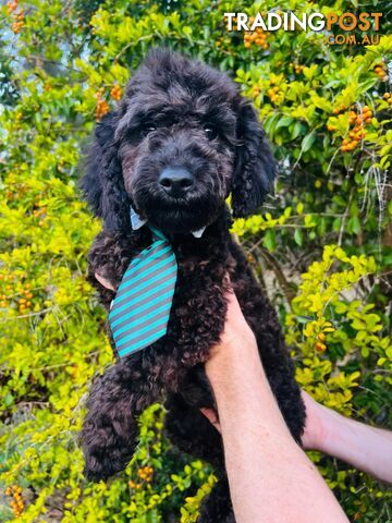 Dark Chocolate Mini Bichoodle Puppy. Vet Checked. Ready to go