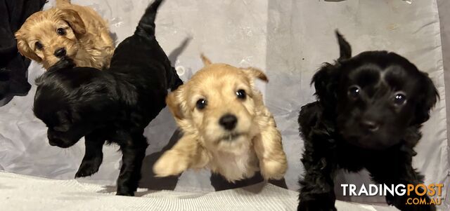 F2 Cavoodle puppies