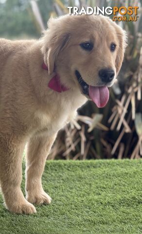 Purebred Golden Retriever Puppies Available Now