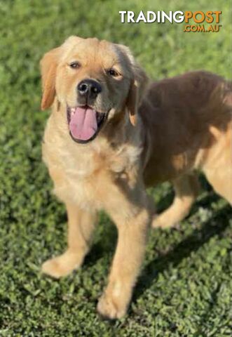 Purebred Golden Retriever Puppies Available Now