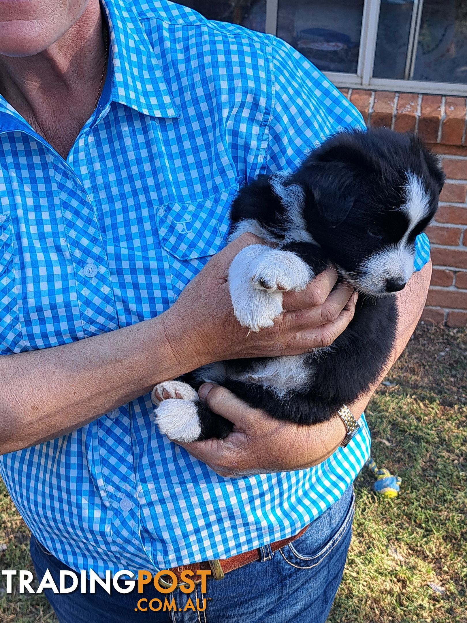 Australian Shepherd x Border Collie Pups