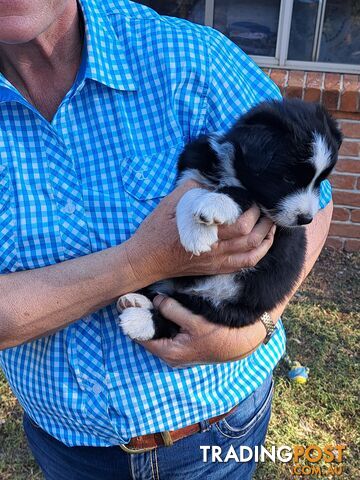 Australian Shepherd x Border Collie Pups