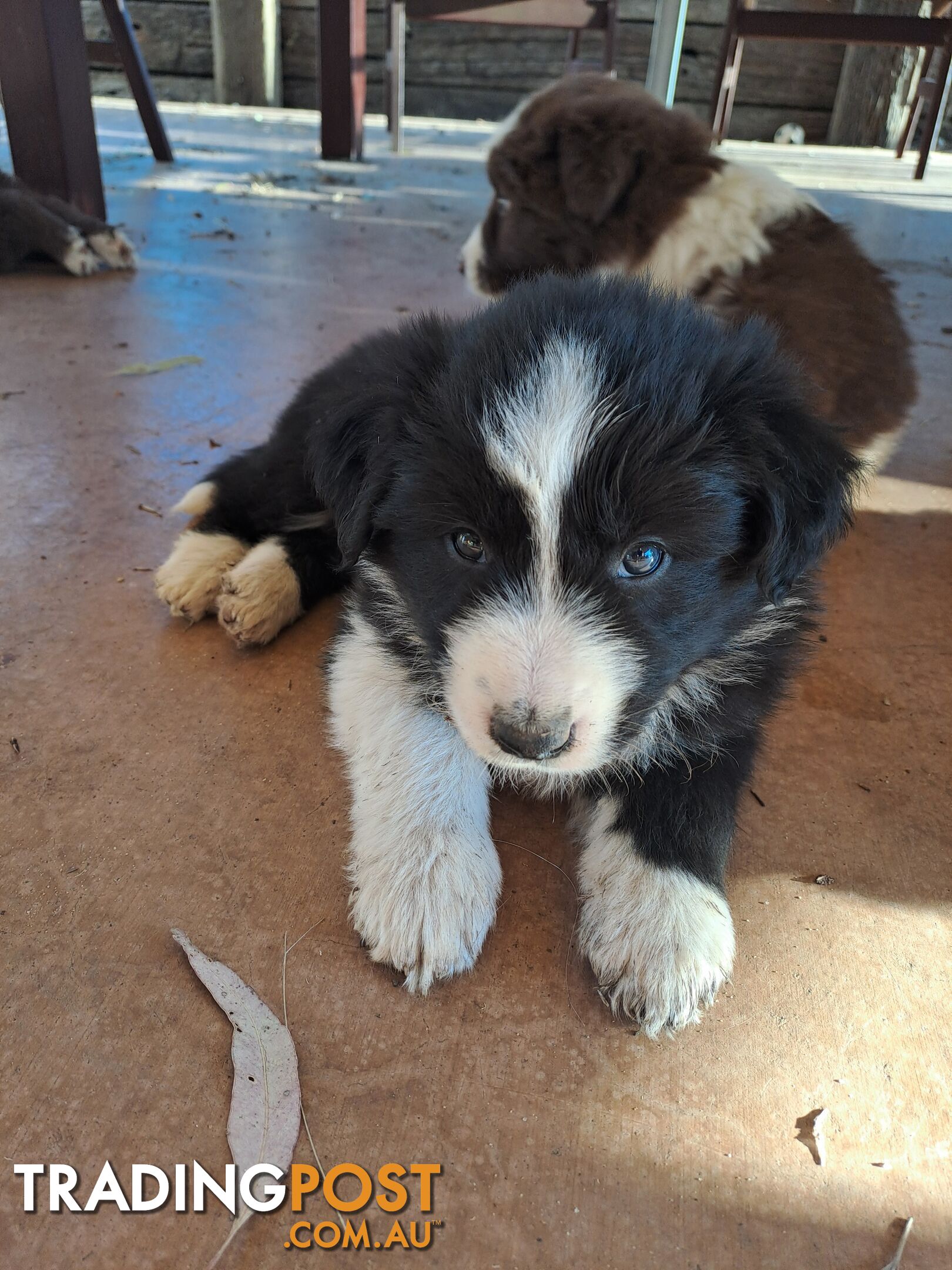 Australian Shepherd x Border Collie Pups