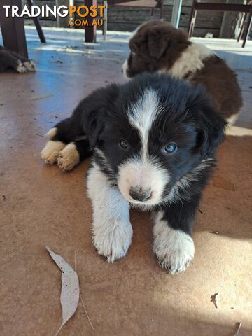 Australian Shepherd x Border Collie Pups