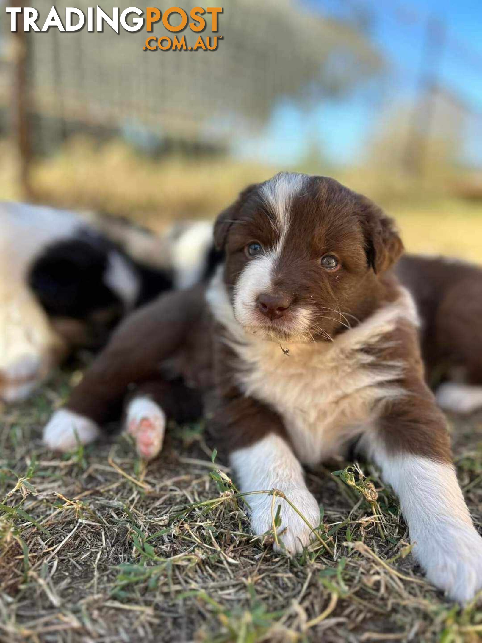 Australian Shepherd x Border Collie Pups