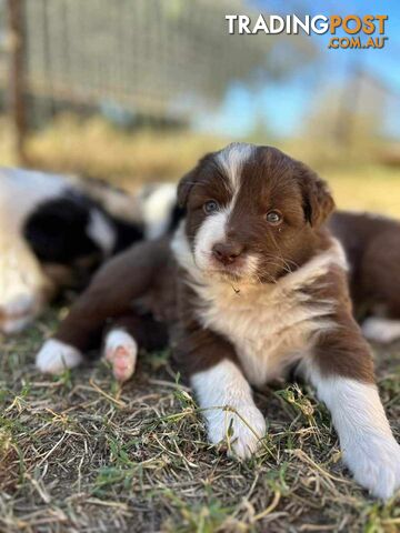 Australian Shepherd x Border Collie Pups