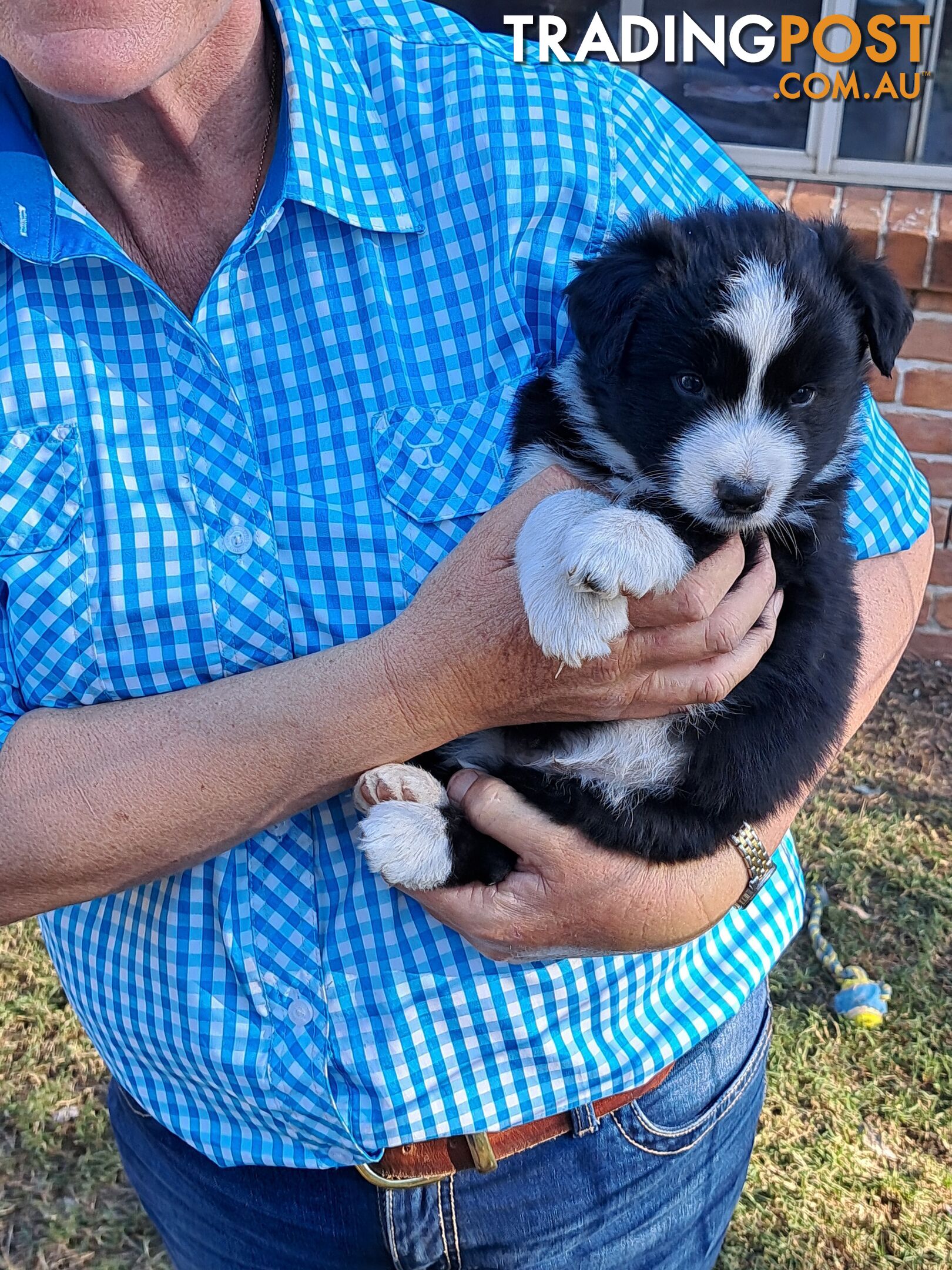 Australian Shepherd x Border Collie Pups