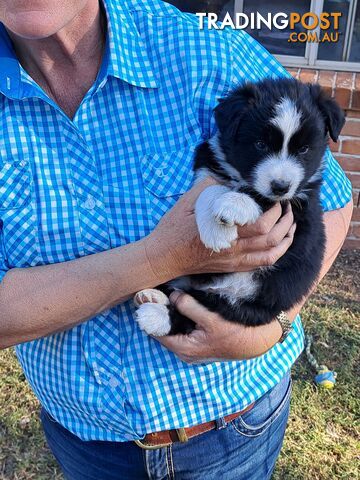 Australian Shepherd x Border Collie Pups