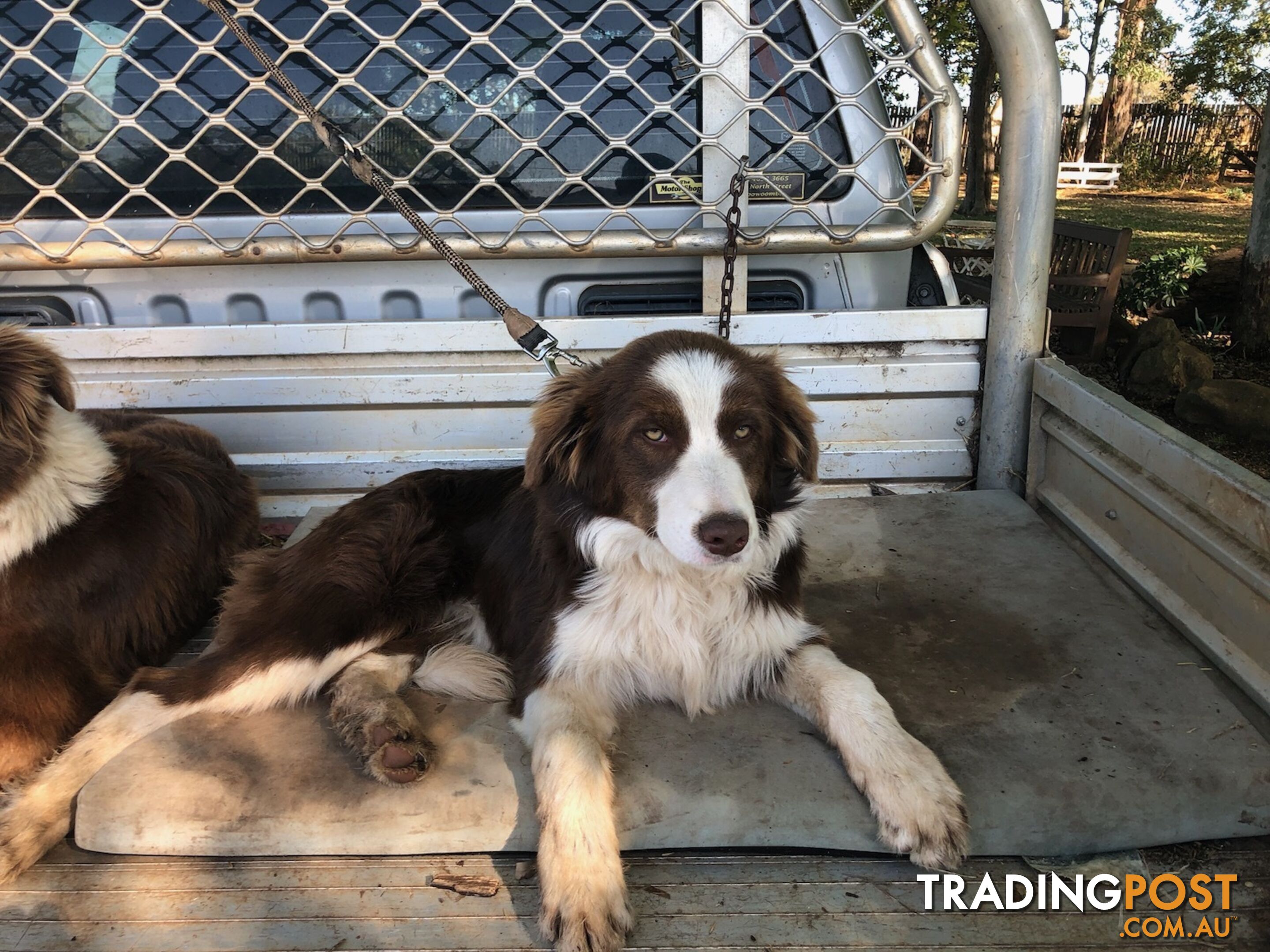 Australian Shepherd x Border Collie Pups