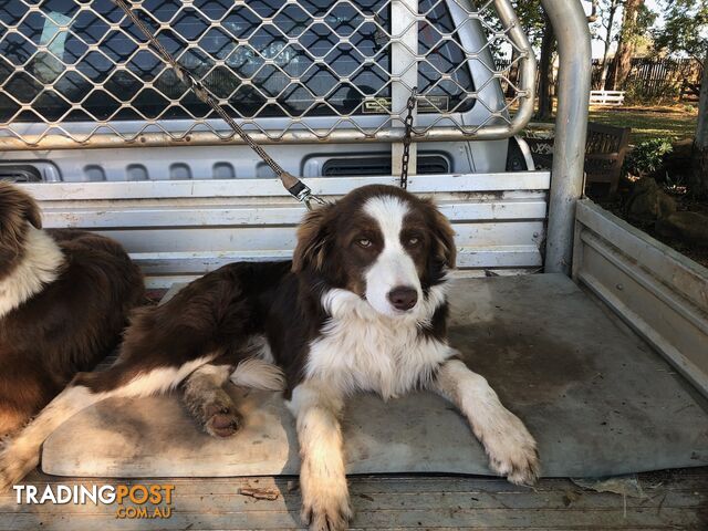 Australian Shepherd x Border Collie Pups