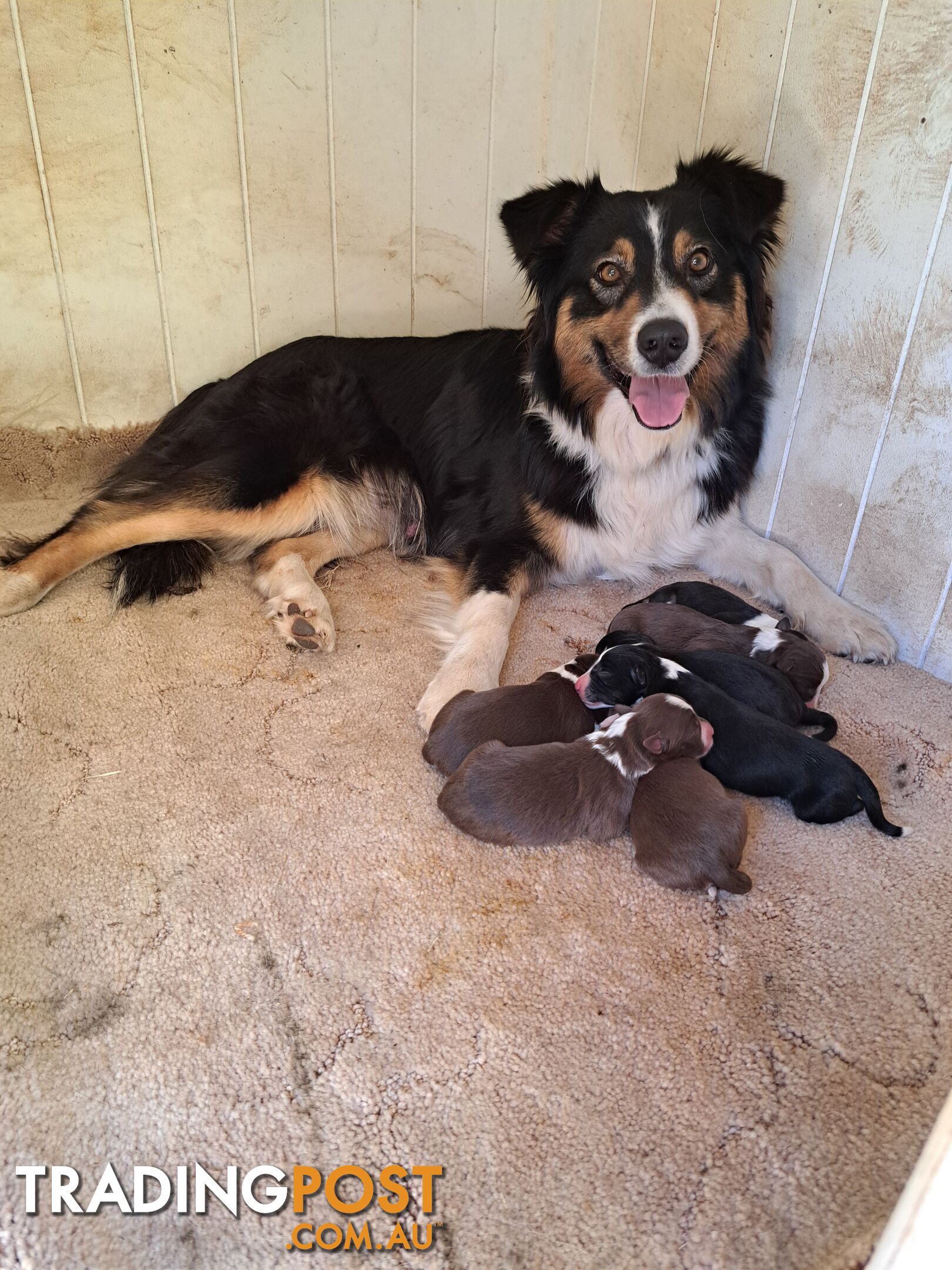 Australian Shepherd x Border Collie Pups