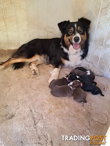 Australian Shepherd x Border Collie Pups