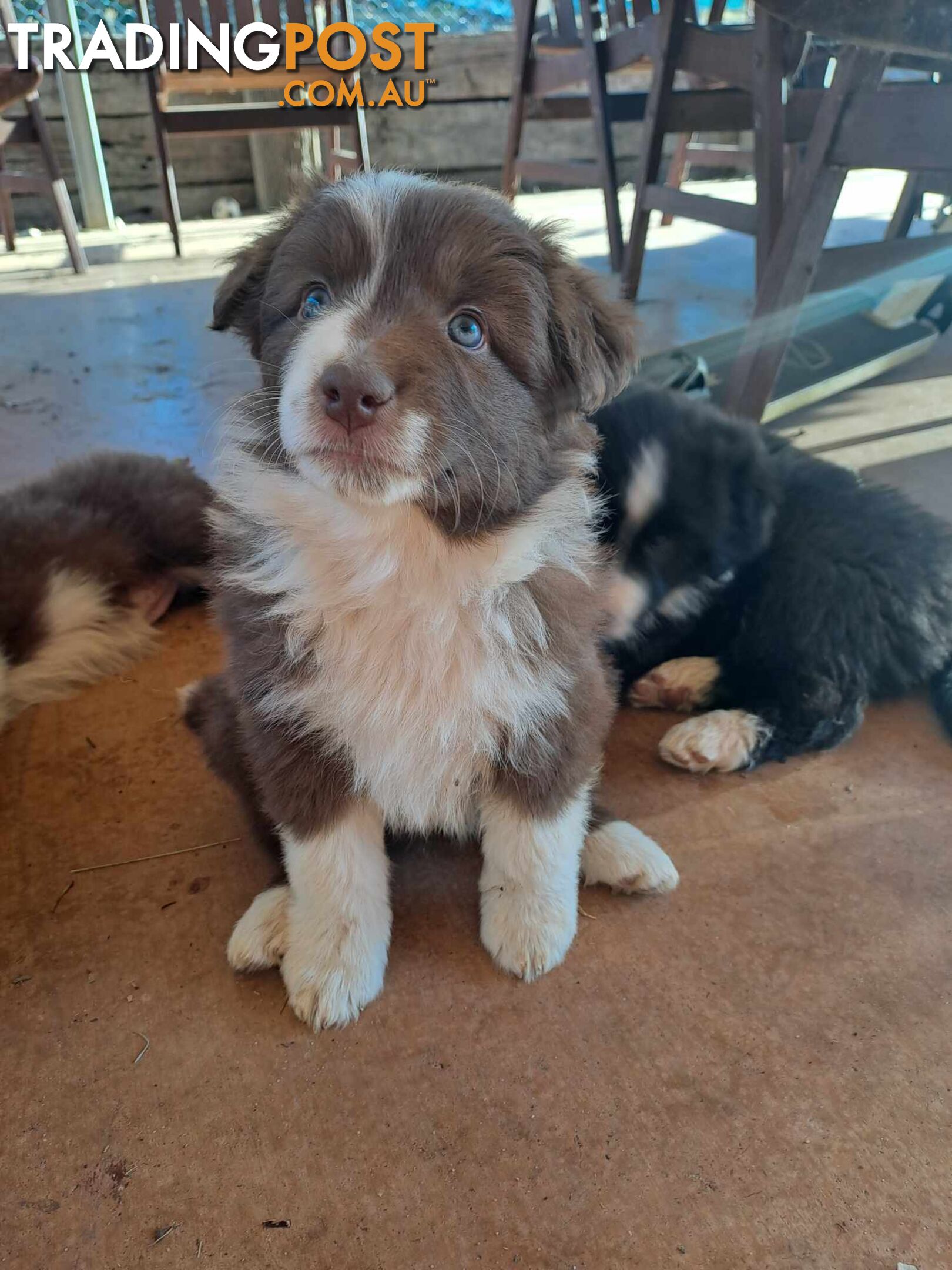 Australian Shepherd x Border Collie Pups