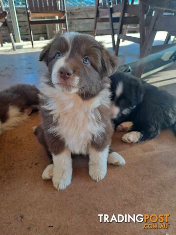 Australian Shepherd x Border Collie Pups