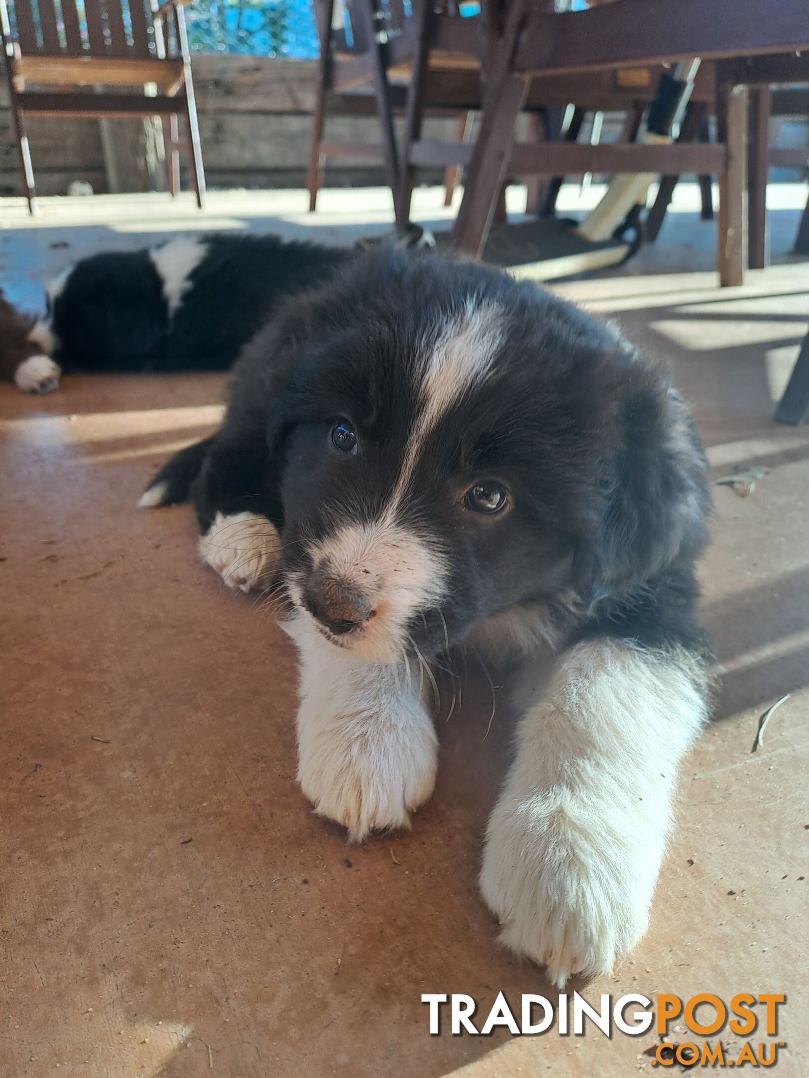 Australian Shepherd x Border Collie Pups