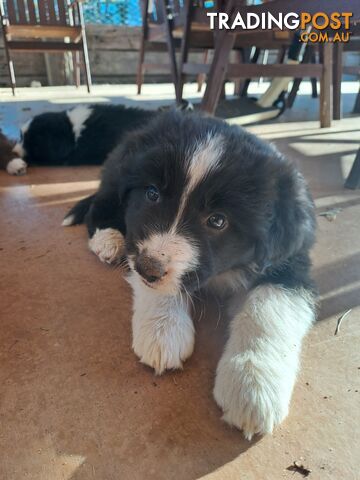 Australian Shepherd x Border Collie Pups