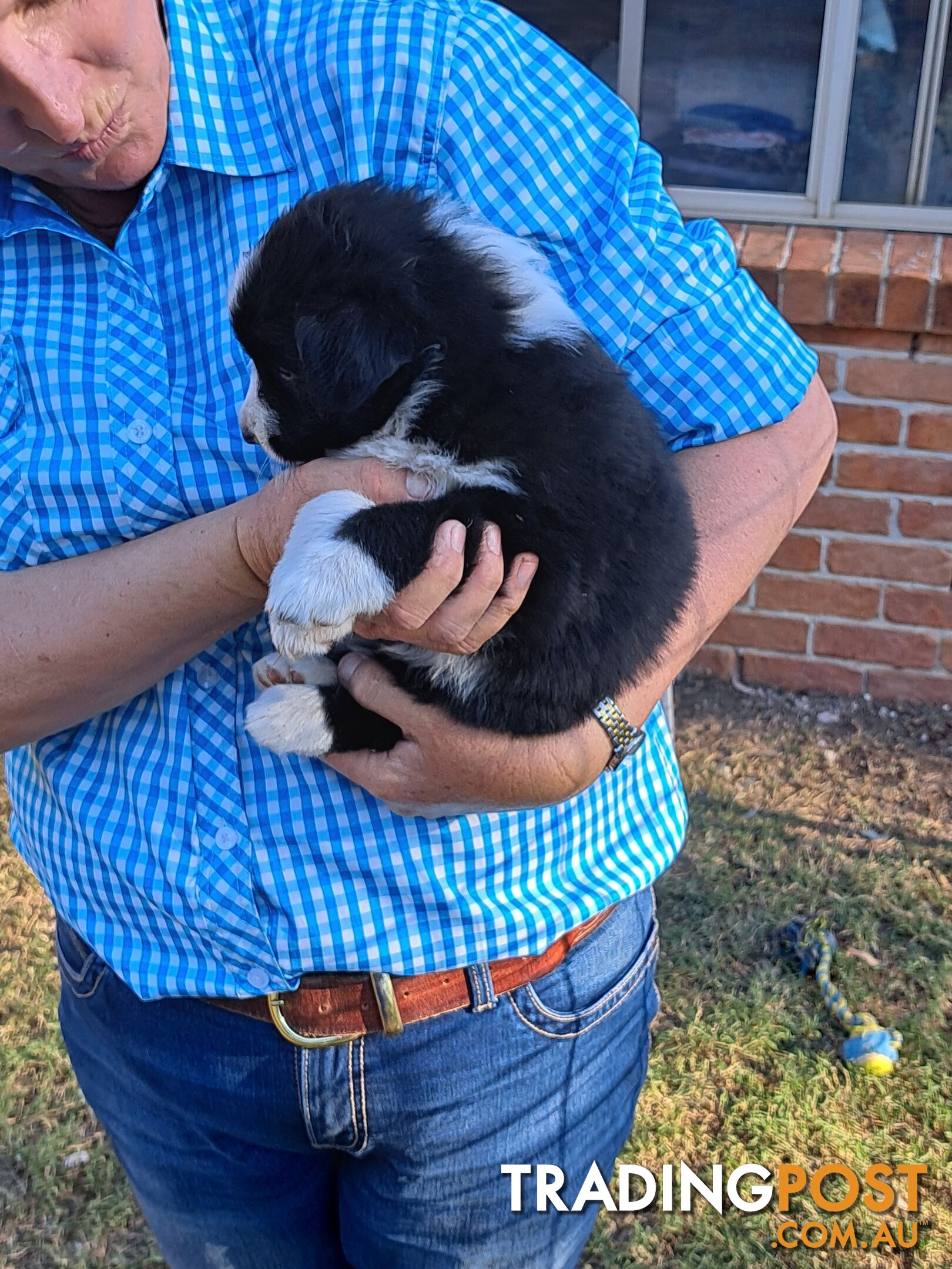 Australian Shepherd x Border Collie Pups