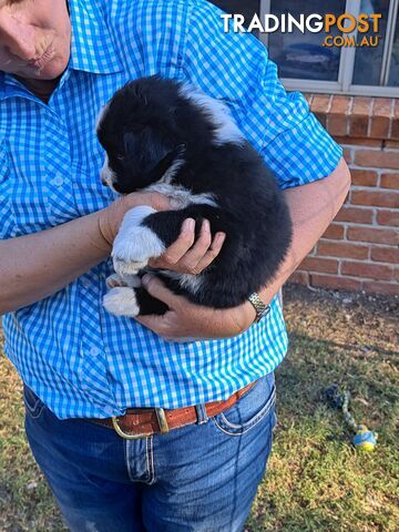 Australian Shepherd x Border Collie Pups