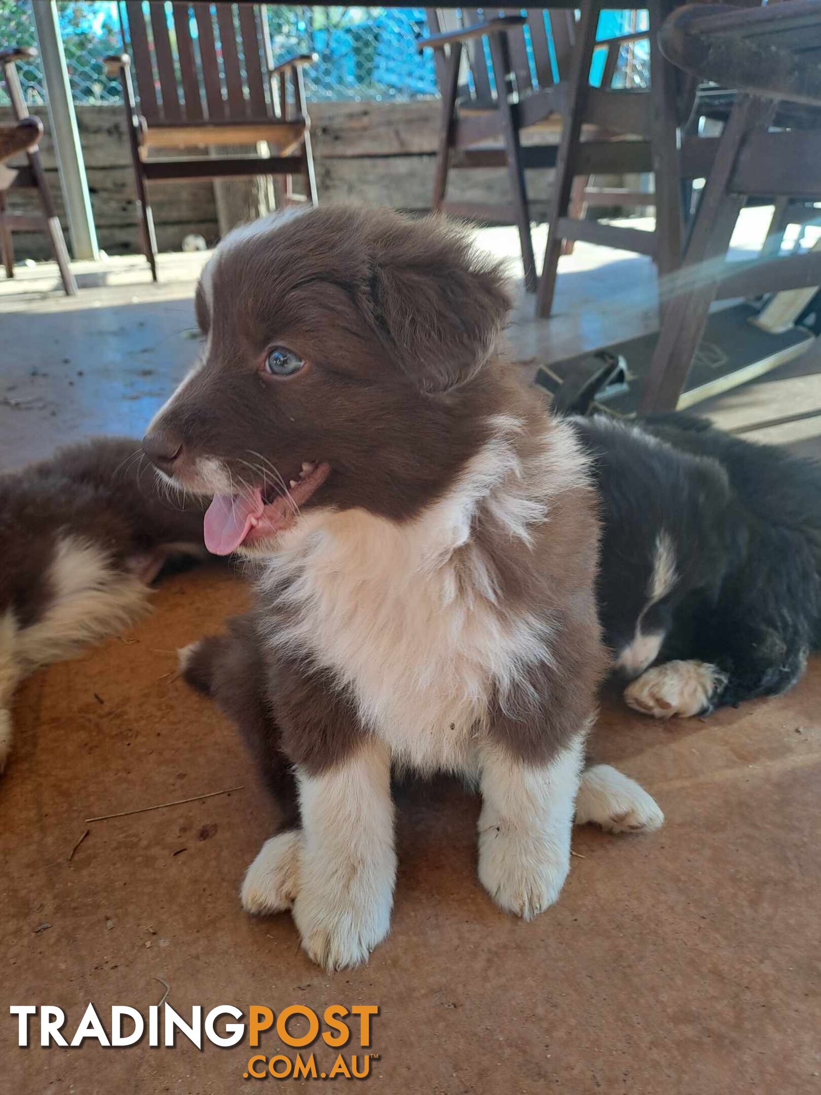 Australian Shepherd x Border Collie Pups