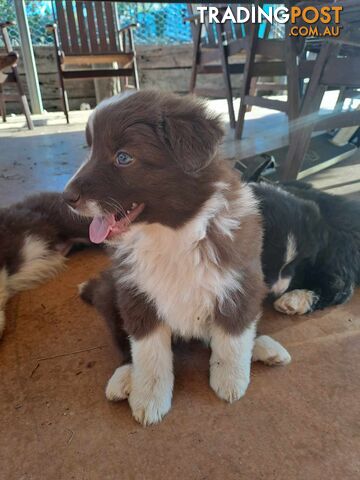 Australian Shepherd x Border Collie Pups