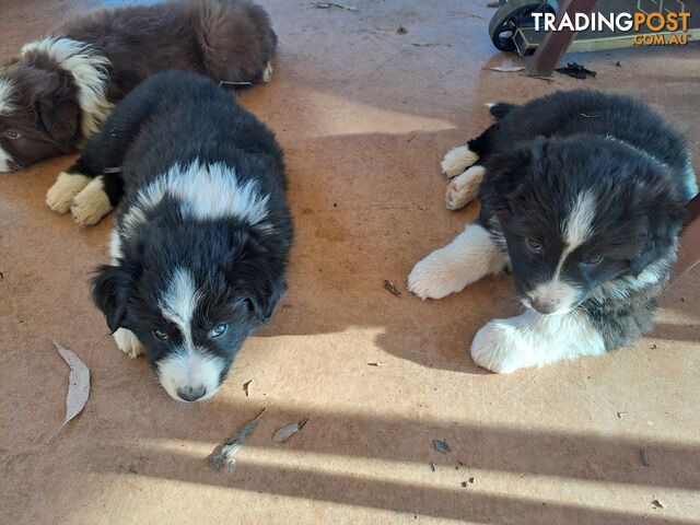 Australian Shepherd x Border Collie Pups