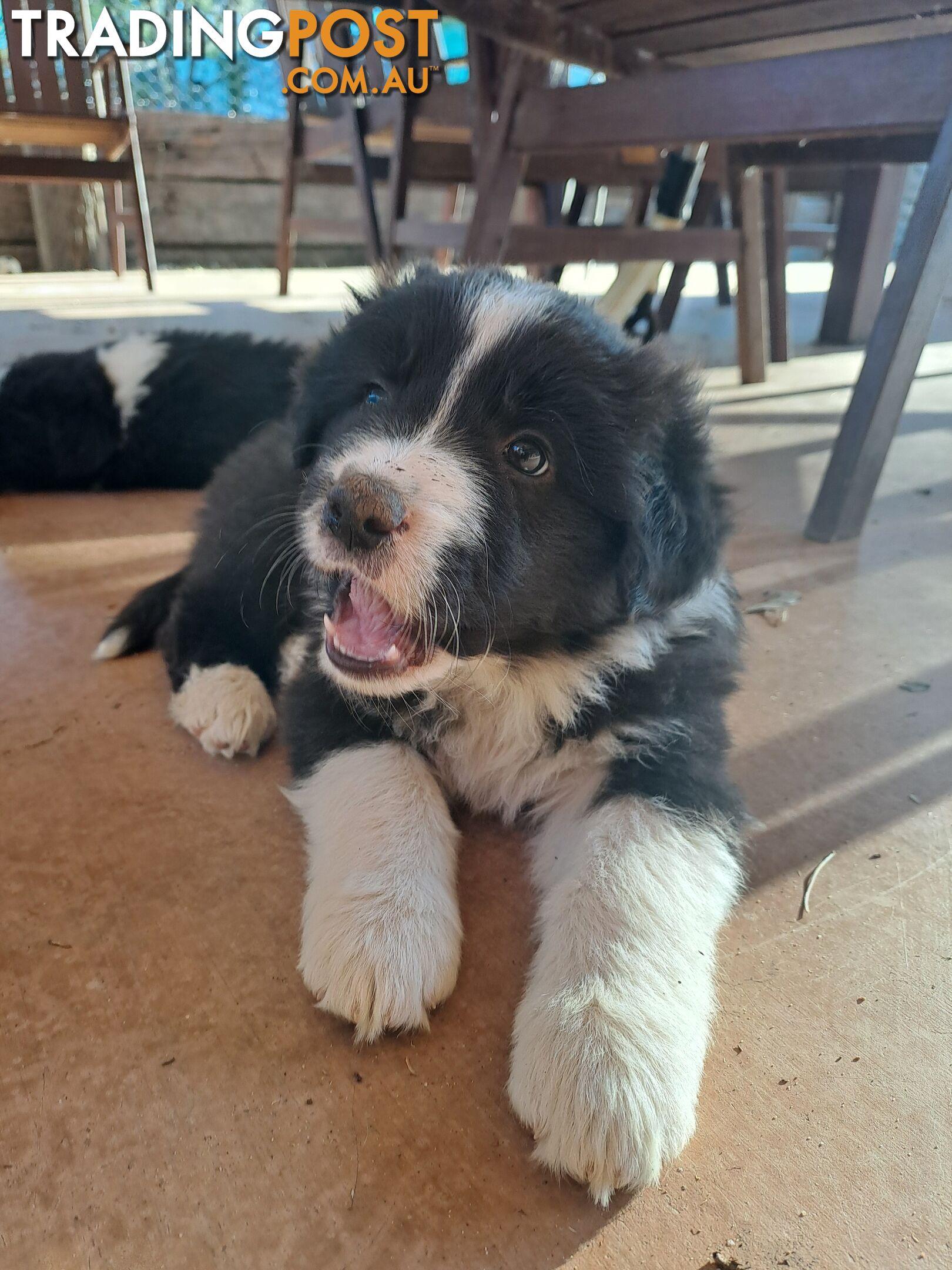 Australian Shepherd x Border Collie Pups