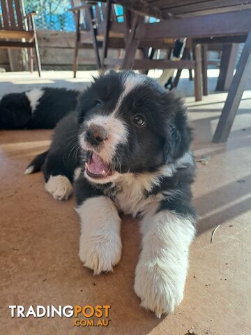 Australian Shepherd x Border Collie Pups