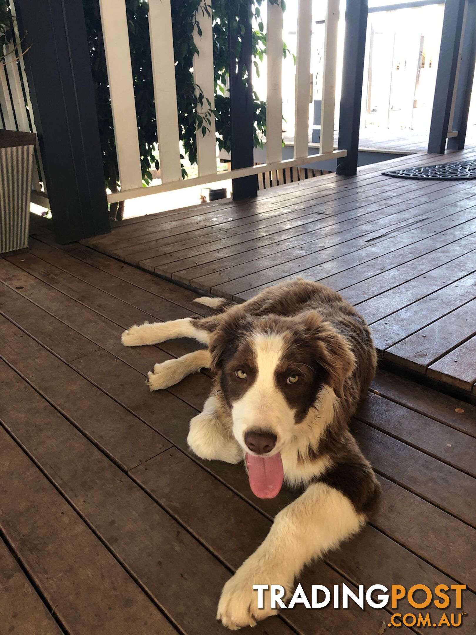 Australian Shepherd x Border Collie Pups