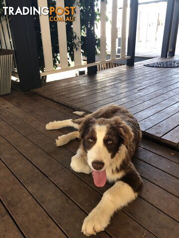 Australian Shepherd x Border Collie Pups