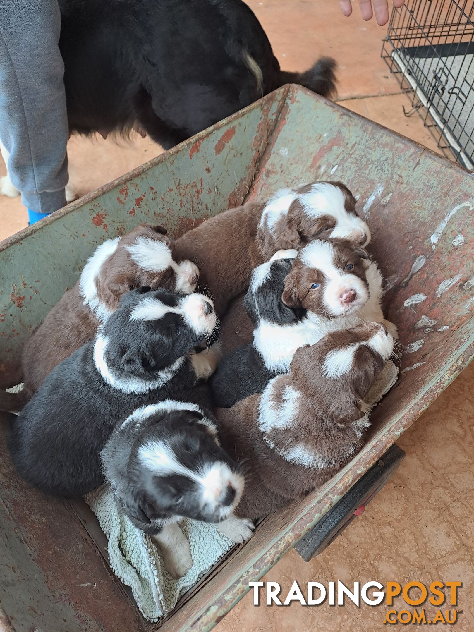 Australian Shepherd x Border Collie Pups