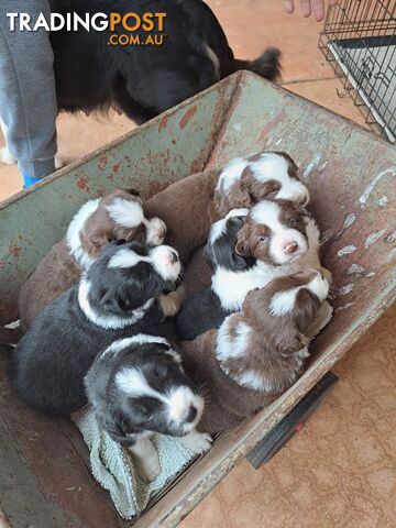 Australian Shepherd x Border Collie Pups