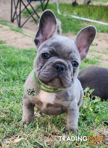 Pure breed french bulldogs frenchie pups