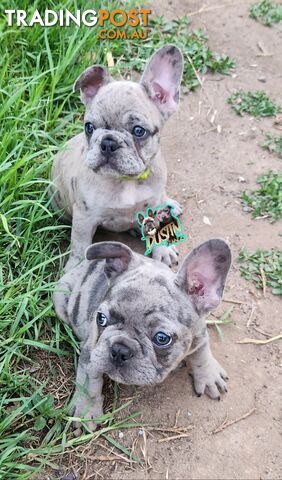 Pure breed french bulldogs frenchie pups