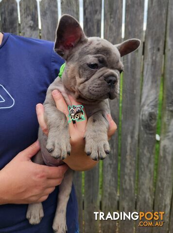 Pure breed french bulldogs frenchie pups