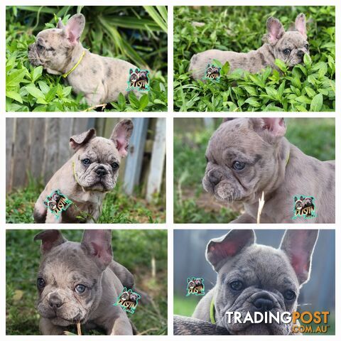 Pure breed french bulldogs frenchie pups