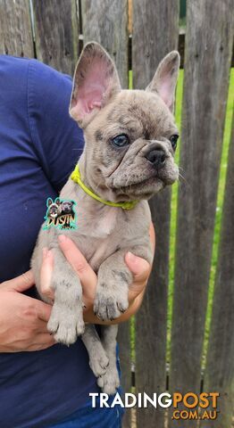 Pure breed french bulldogs frenchie pups