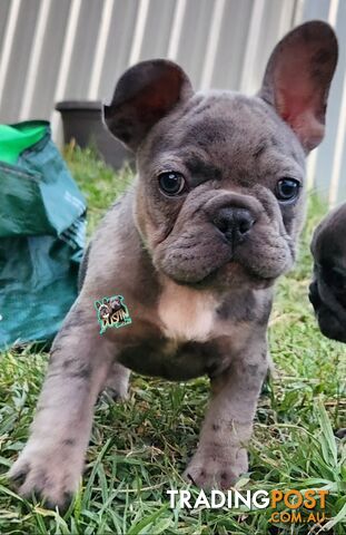 Pure breed french bulldogs frenchie pups