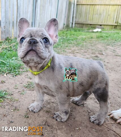 Pure breed french bulldogs frenchie pups