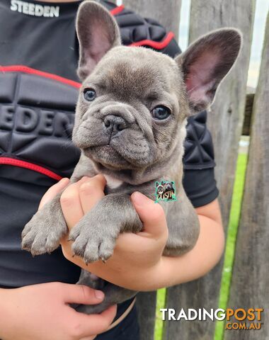 Pure breed french bulldogs frenchie pups