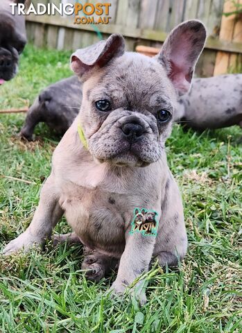 Pure breed french bulldogs frenchie pups