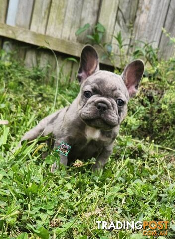 French bulldog, frenchies puppies, pure breed french bulldog