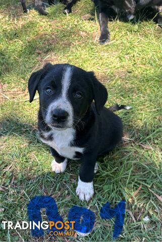 Border Collie