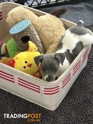 Mini Foxie Puppies 3 boys left 2 natural bobtail, 1 full tail solid blue